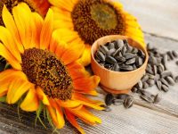 sunflower seed